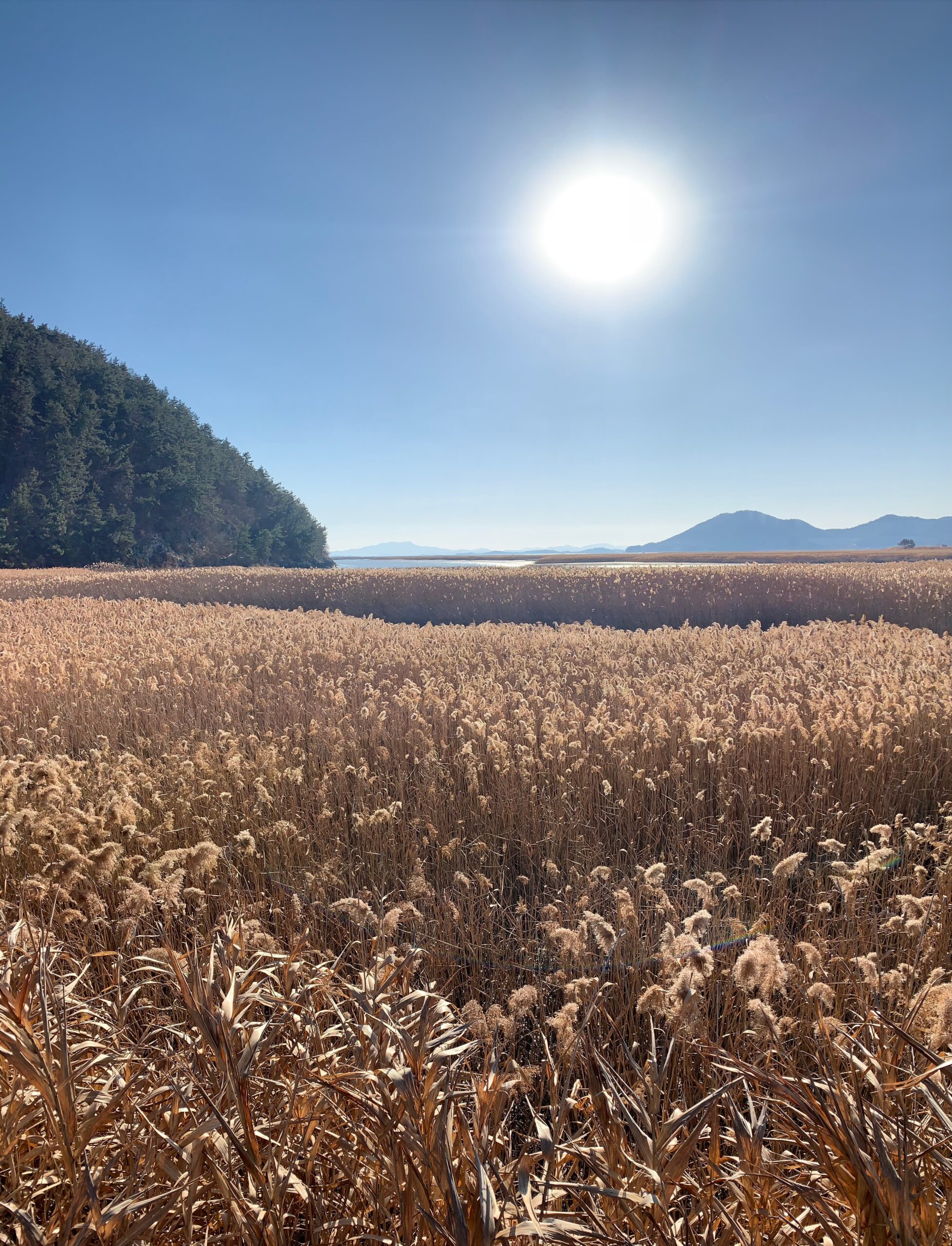 Suncheon Bay Wetlands Reserve (순천만 습지 탐방)