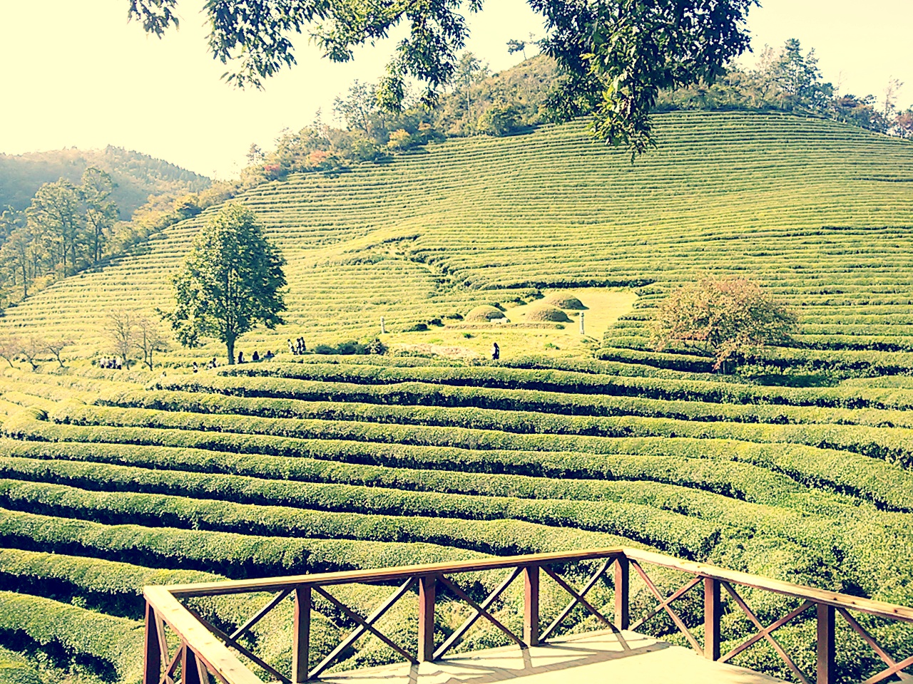 Boseong Green Tea Plantation (보성 녹차밭)