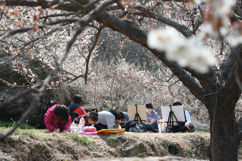 Gwangyang Maehwa Village Spring Plum Blossom (광양 매화 마을)