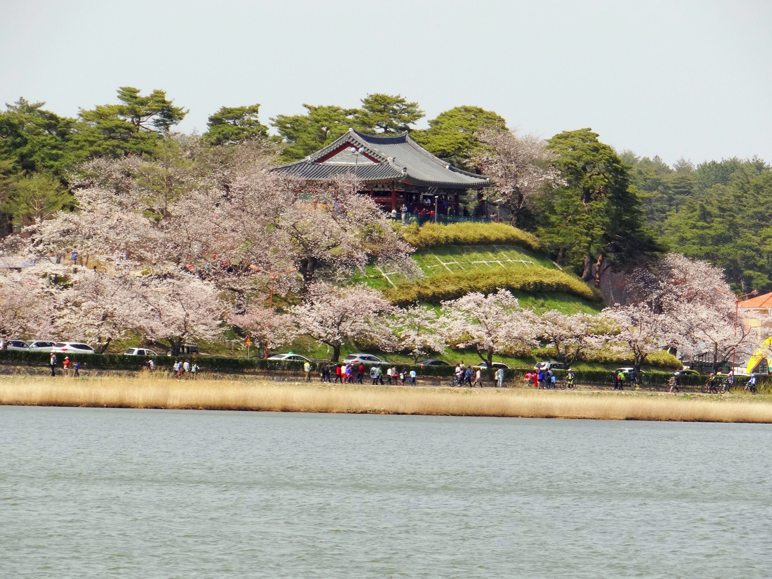 Gangneung Gyeongpo Lake Cherry and Reed Walk (강릉 경포호 벚꽃·갈대 산책)