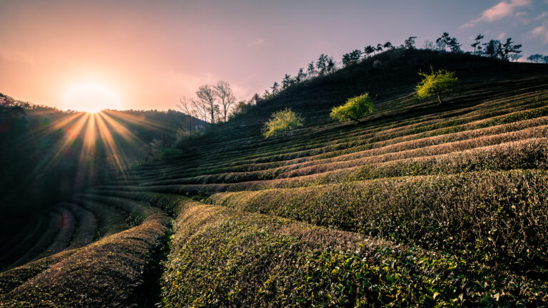 Boseong Green Tea Plantation Walking Rows