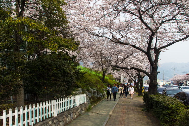 Changwon Jinhae Cherry Blossom Military Port