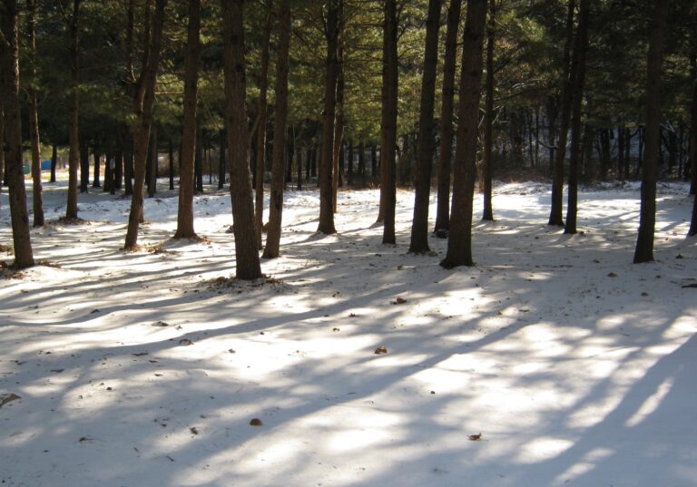 Boeun Songnisan Mountain Forest Healing Village