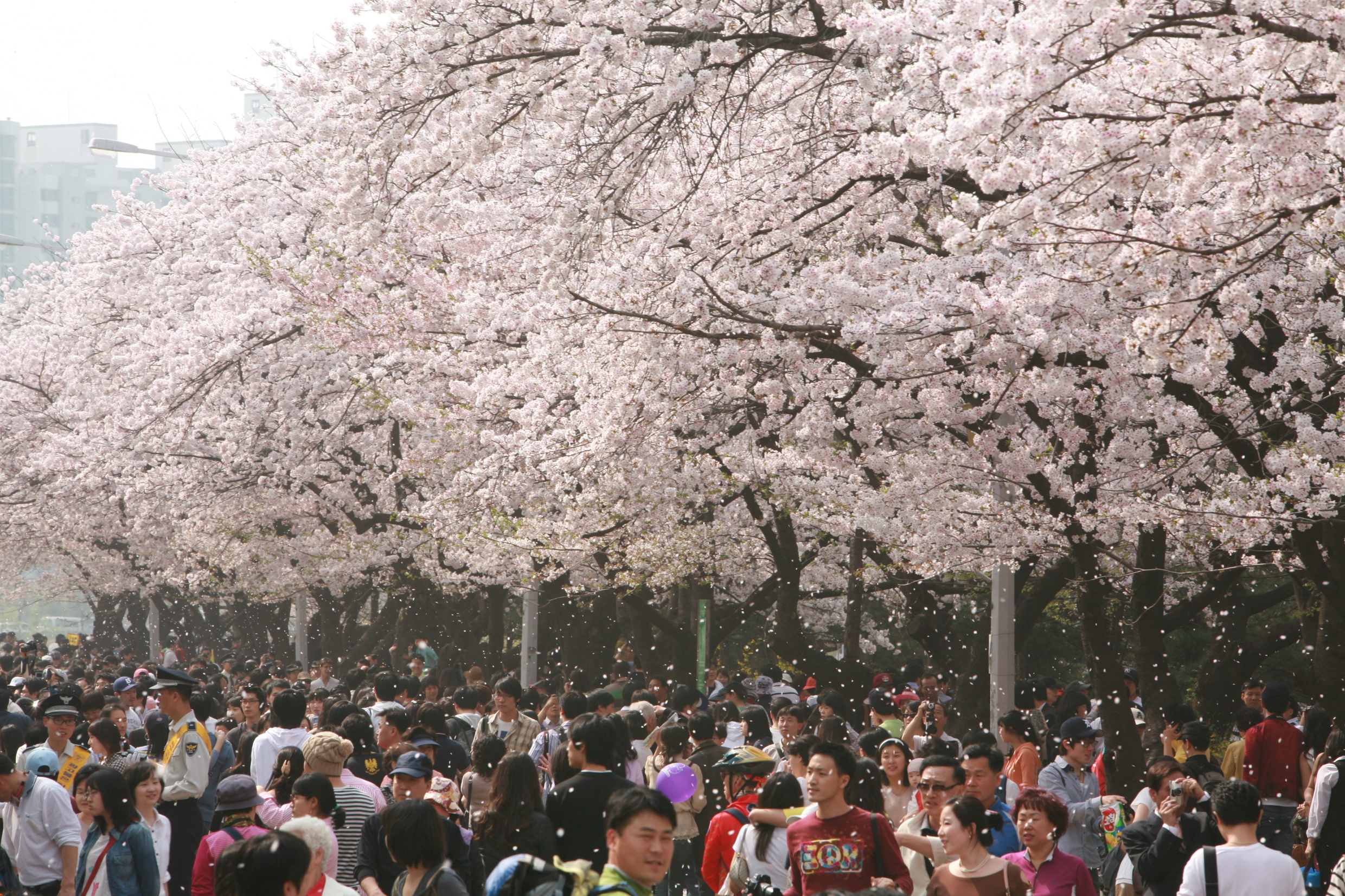 Yeouido Hangang Park Cherry Blossom Walk
