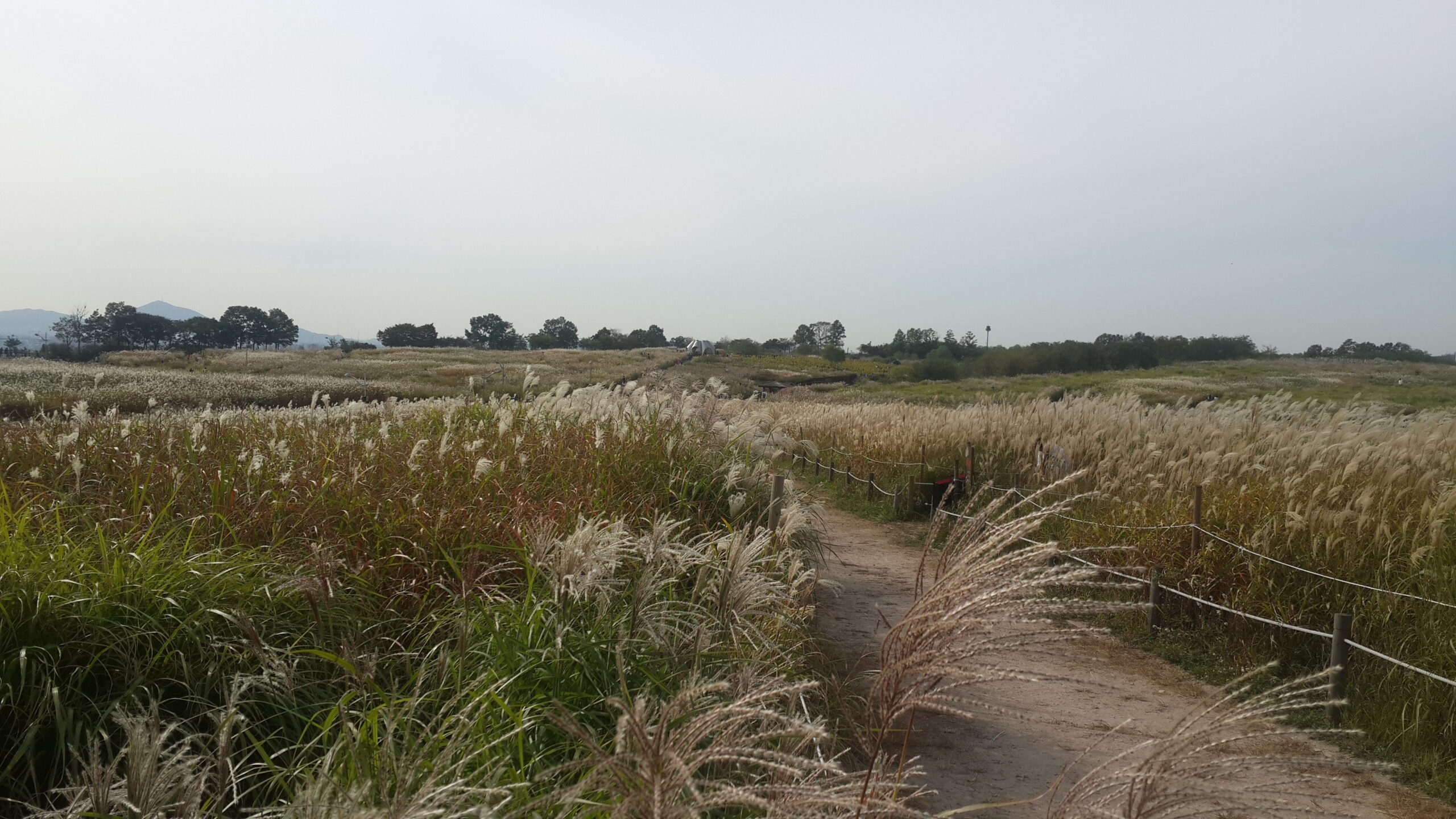 Haneul Park — Sunset Pampas Grass