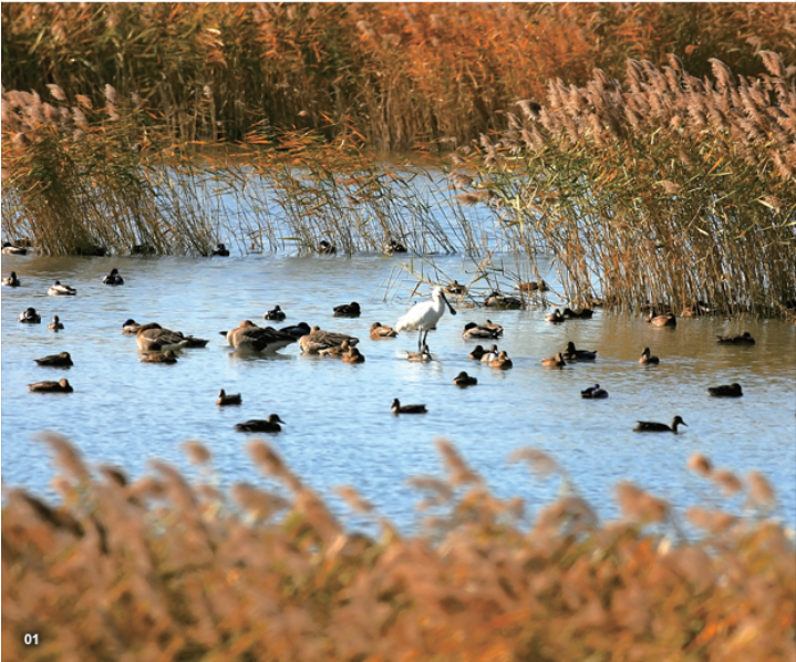 Eulsukdo Migratory Bird Sanctuary