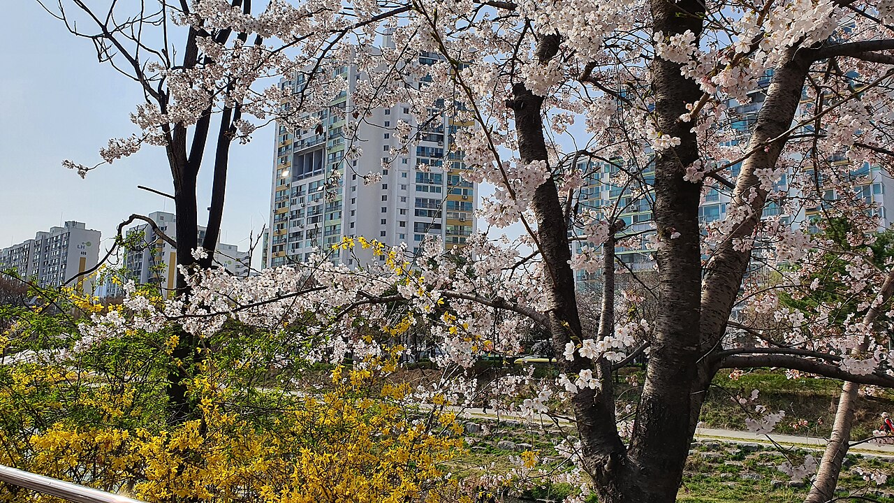 Sanggye-dong 1980s Apartment Skyline