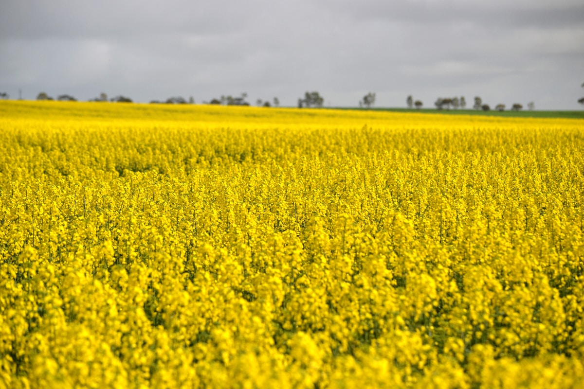 Guri Hangang Citizen's Park Canola Field (구리한강시민공원 유채꽃)