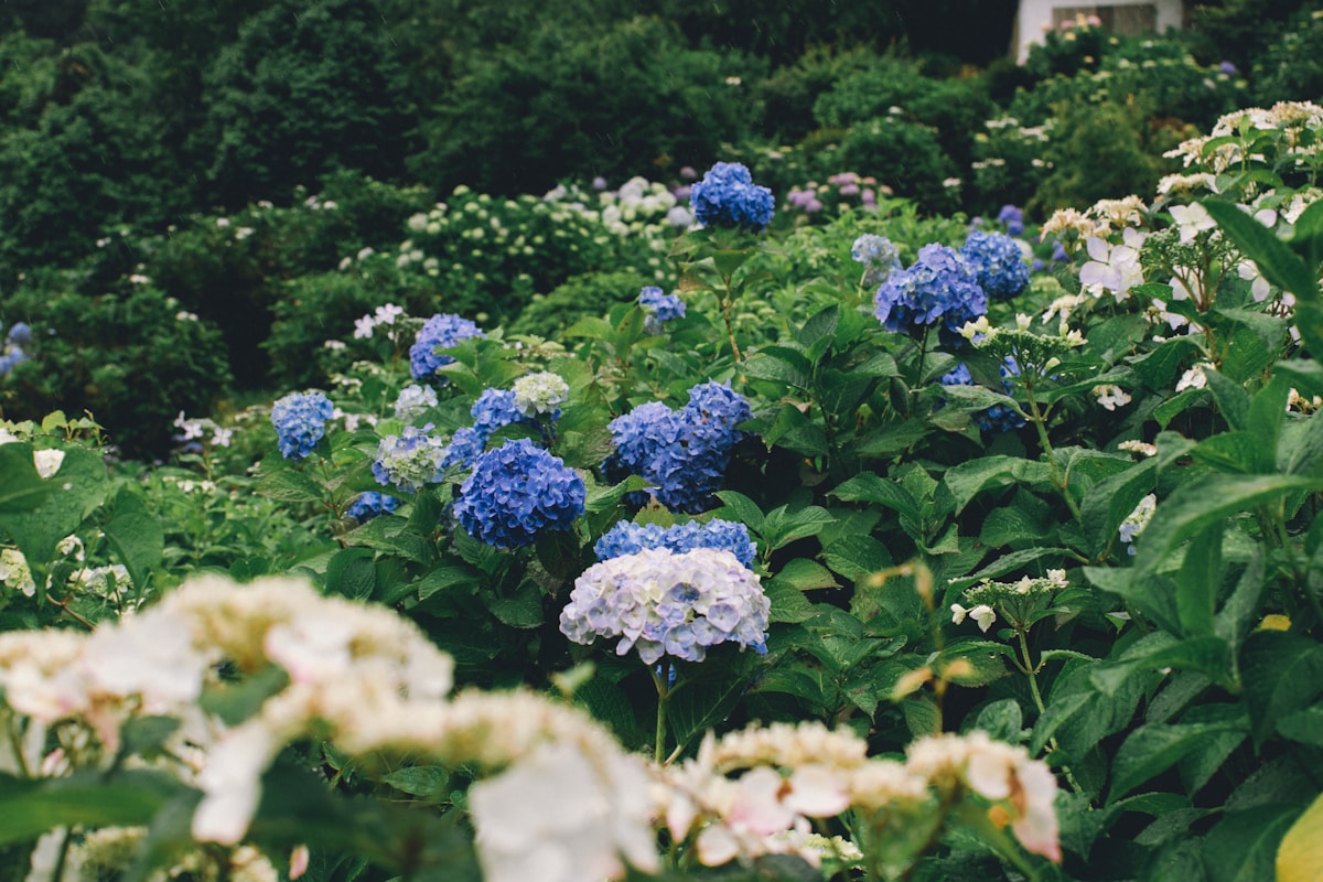 Byeolbit-naerincheon Hydrangea Garden (별빛내린천 수국정원)