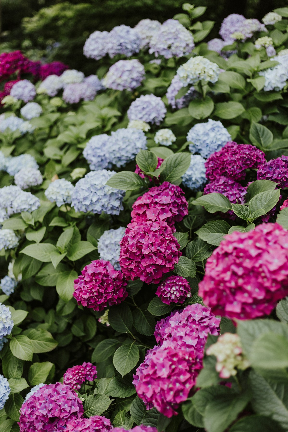 Hydrangea garden at Byeolbit-naerincheon, Sillim, Seoul