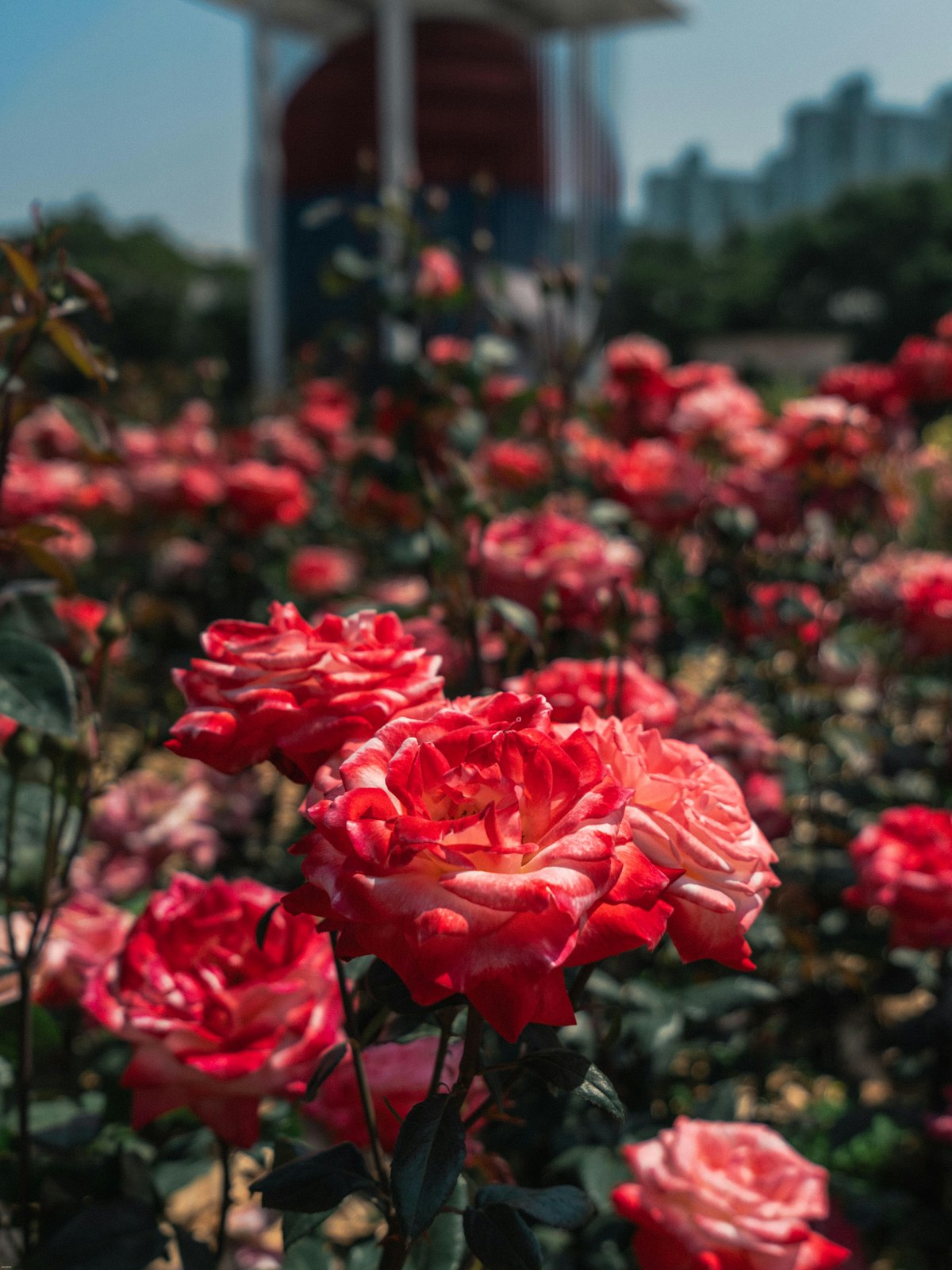 Jungnang Rose Festival 2026: Seoul’s 5.4km Rose Tunnel (Free Entry + Insider Tips)