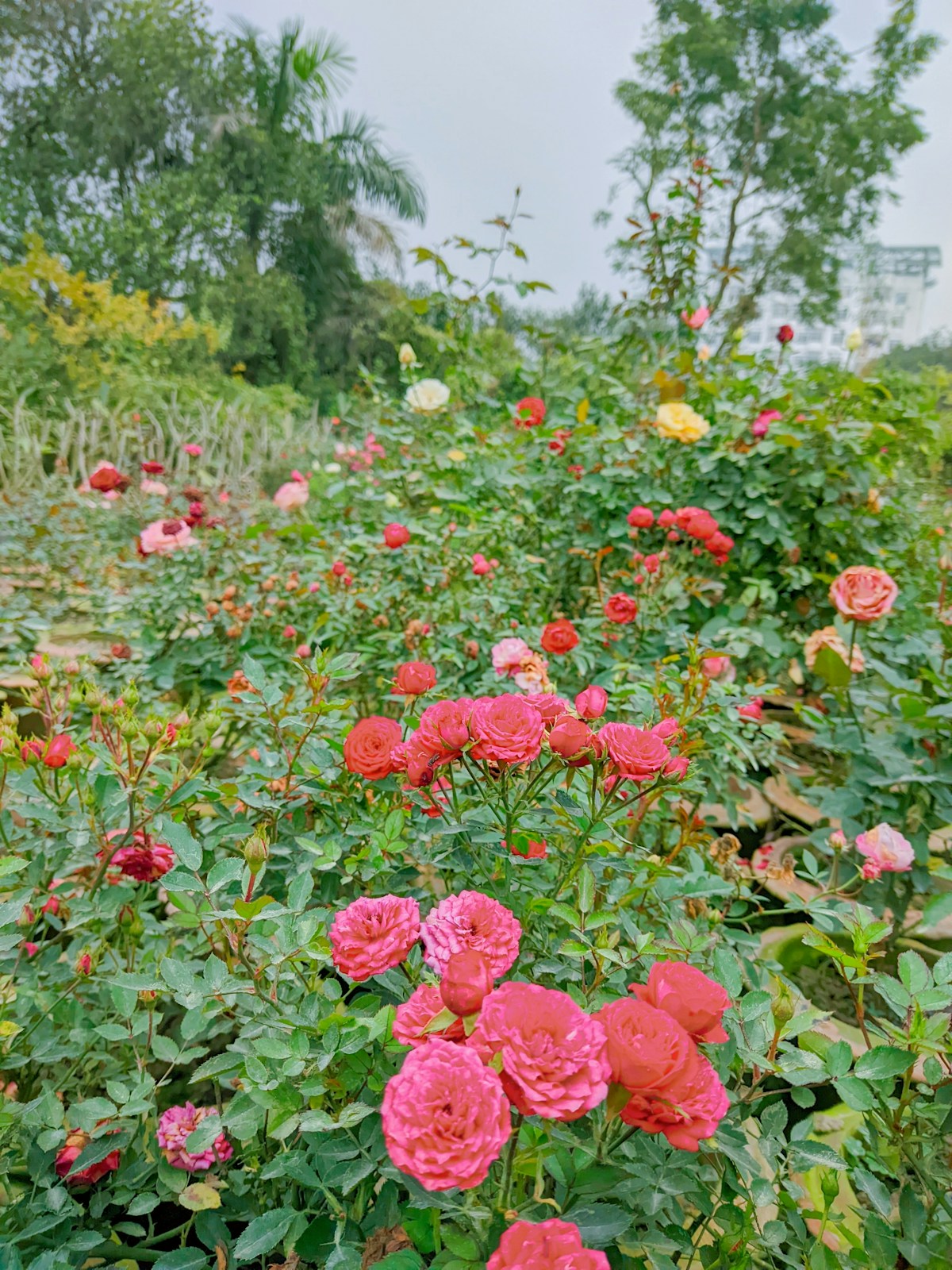 Gokseong World Rose Festival — Seomjingang Train Village (곡성세계장미축제)